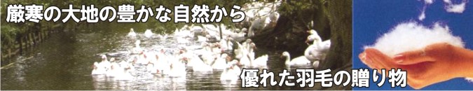 羽毛布団は安眠プラザ|羽毛ふとんの選び方